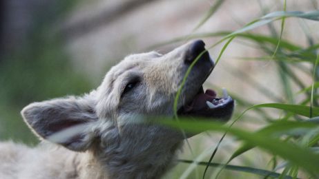 Dlaczego twój pies uwielbia jeść trawę? To nie ma nic wspólnego z jego żołądkiem (fot. Getty Images)
