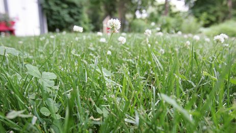 Ekologiczne trawniki zyskują popularność. Zamiast przystrzyżonej trawy – koniczyna, polne kwiaty lub mech (fot. Matthew J. Lee/The Boston Globe via Getty Images)