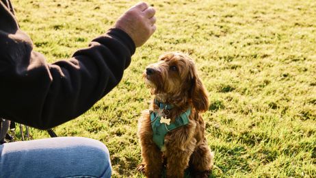 Jak nauczyć psa komendy? Porady, jak tresować swojego pupila (fot. Getty Images)