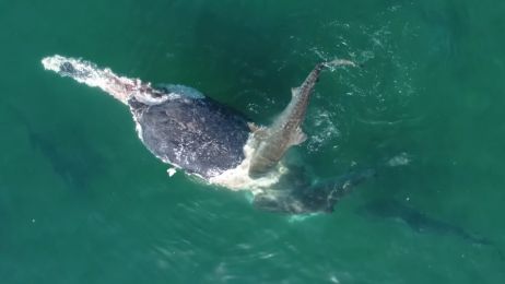 Żarłacze tygrysie rozszarpują truchło wieloryba