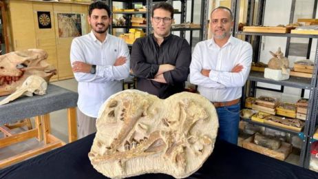 W Egipcie znaleziono szczątki maleńskiego wieloryba. Okaz sprzed milionów lat miał nogi