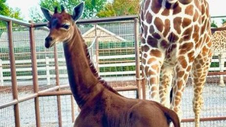W zoo w Tennessee urodziła się żyrafa bez cętek. To jedyne takie zwierzę na świecie (fot. Brights Zoo)