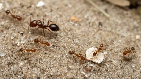 Mrówki ogniste są już w Europie. Czy jeden z najbardziej inwazyjnych owadów na świecie dotrze do Polski? (fot. Jesse Rorabaugh, Public Domain)
