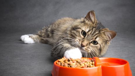 Dlaczego koty są bardziej wybredne niż psy? Upodobania smakowe naszych ulubieńców zależą od genów (fot. Shutterstock)