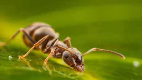 Mrówka pijąca wodę z liścia