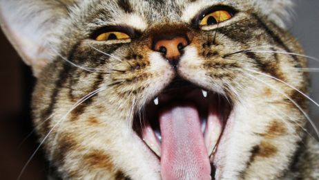Niespodzianka: koty mogą zrobić nawet 300 różnych min