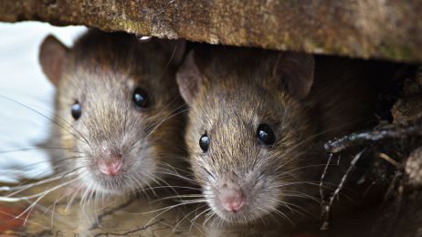 Tylko ludzie mają wyobraźnię? Nieprawda. Szczury też potrafią sobie wyobrazić miejsce, w którym były  (fot. Shutterstock)