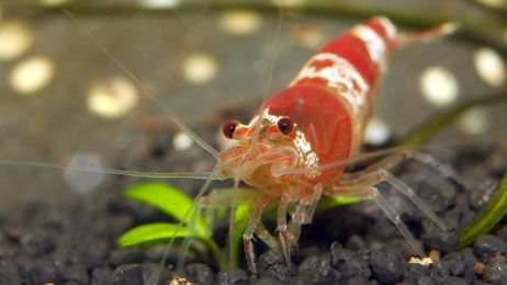 Zwierzęta akwariowe to nie tylko ryby. W domowym akwarium mogą zamieszkać zaskakujące stworzenia (fot. Shutterstock)