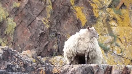 Najsamotniejsza owca została uratowana po dwóch latach w izolacji