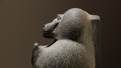 Pawiany „wskazują”, gdzie położona była legendarna kraina starożytnych Egipcjan. Pomogły analizy DNA