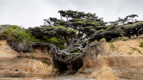 Nazywane jest Drzewem Życia. Dlaczego? Zobacz, gdzie rośnie jeden z najsłynniejszych świerków świata ( fot. Shutterstock)