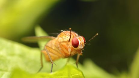 Drosophila melanogaster – cenny obiekt badań naukowych (fot. Shutterstock)