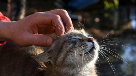 Jak głaskać kota? Najważniejsze informacje o komunikacji i psychologii kotów (fot. fot. Shutterstock)
