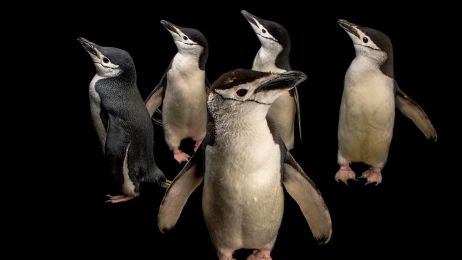 Te pingwiny zapadają w sen 10 tys. razy dziennie. Ich drzemki trwają tylko 4 sekundy (fot. JOEL SARTORE, NATIONAL GEOGRAPHIC PHOTO ARK)