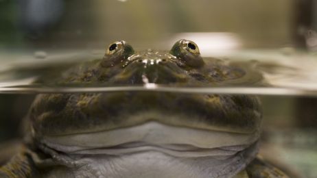 Ciekawostki o żabach (fot. Shutterstock)