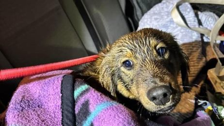 Pokonali 700 km, by ratować życie psa. Zwierzak spędził 6 dni w lodowatej wodzie
