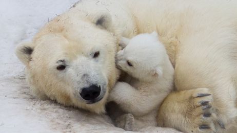Niedźwiedzie polarne już przygrywają walkę z klimatem