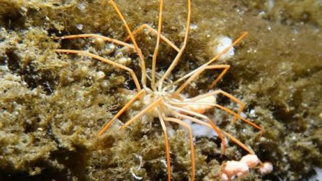 Jak rozmnażają się pająki z głębin oceanu?