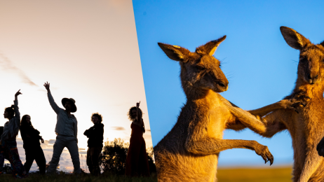 Naukowiec „wytańczył” swój doktorat na temat kangurów. „To jak wygrana w Eurowizji”