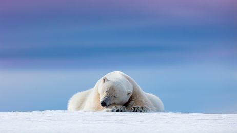 Niedźwiedź polarny – opis, występowanie i ciekawostki (Fot. Dennis Stogsdill/Getty Images)