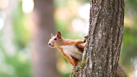 Wiewiórka jest znana ze swojego rudego umaszczenia, ale ciekawostki o tych zwierzętach udowadniają, że jej futro może przybierać także inne barwy (fot. Shutterstock)