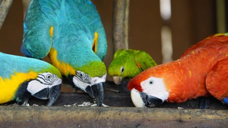 Ciekawostki o papugach udowadniają, że te barwne ptaki nie żyją wyłącznie w egzotycznych krajach (fot. Shutterstock)