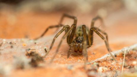 Jaki jest największy pająk w Polsce? Pretendentów do tego tytułu jest kilku, a jednego spotkacie w domu (fot. Shutterstock)