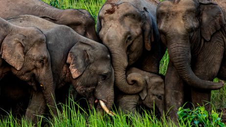 Słonie indyjskie tak jak ludzie opłakują i grzebią zamarłych