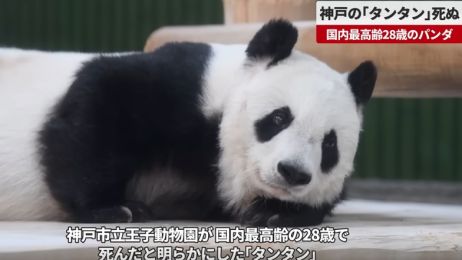 Najstarsza panda wielka w Japonii nie żyje
