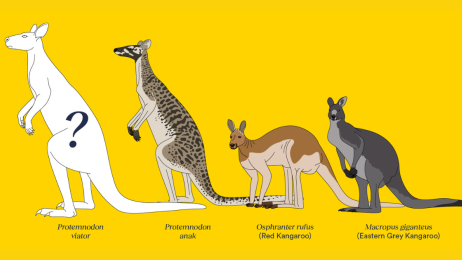 Kangury giganty. Dziesiątki tysięcy lat temu te zwierzęta była dwa razy większe