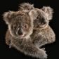 Puszysty symbol Australii jest zagrożony. Czy państwu uda się ocalić malejącą społeczność koali?