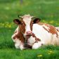 Ponad 170 żyjących dziko krów ma zginąć. Jest protest