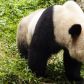 Film może być wskazówką, dlaczego tak trudno nakłonić żyjące w niewoli pandy do rozmnażania (fot. Getty Images)