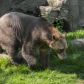 hybryda-niedzwiedzia-polarnego-i-grizzly-nazywana-jest-zartobliwie-pizzly-grolar-bears-lub-nanulak-fot-getty-images