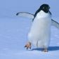 zaginiony-pingwin-znalazl-sie-4-tys-km-od-domu