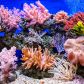 nagrodzona-noblem-metoda-pomaga-w-ratowaniu-raf-koralowych