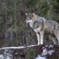 Norweskie wilki wyginęły