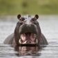 Hipopotamy mają swój sposób na nieznajomych. Kupa i robienie hałasu