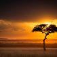 slonce-zachodzi-za-drzewem-akacji-w-kenii-rezerwacie-narodowym-masai-mara-photograph-by-wim-van-den-heever-minden-pictures