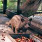 Kopi Luwak – najdroższy kot (?) w worku na świecie [TYLKO O KAWIE]