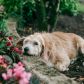 Jakie są rośliny trujące dla psa? Możesz mieć je w ogrodzie