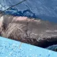 rekin polarny