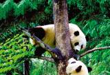 Pandy uznawane są za dobro narodowe Chin. Na wolności żyją tylko w tym kraju.