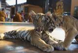 tygrysy świątynia tajlandia