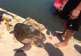 Żółw męczony dla selfie odzyskuje siły