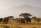 Tanzania: Kilimandżaro i plaże