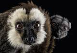 Lemur Eulemur albifrons