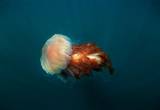Lion's Mane Jellyfish, Natural World