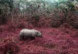 Rhino From Chitwan, Altered Images