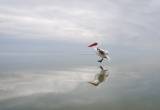Lewitujący pelikan